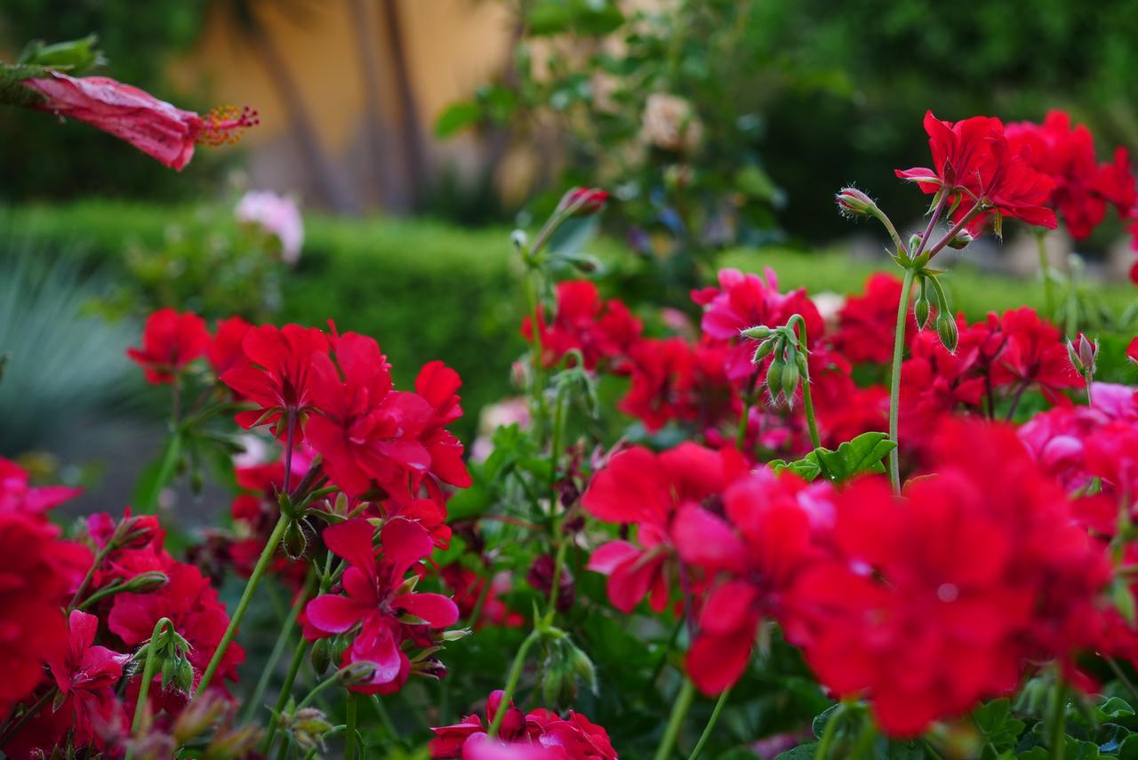 B&B Templi E Arte Villaggio Mosè Kültér fotó